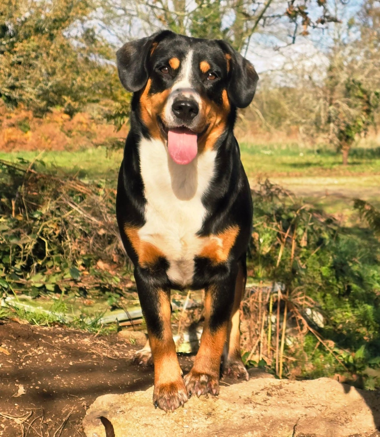 Moon Du Clan Des Acacias