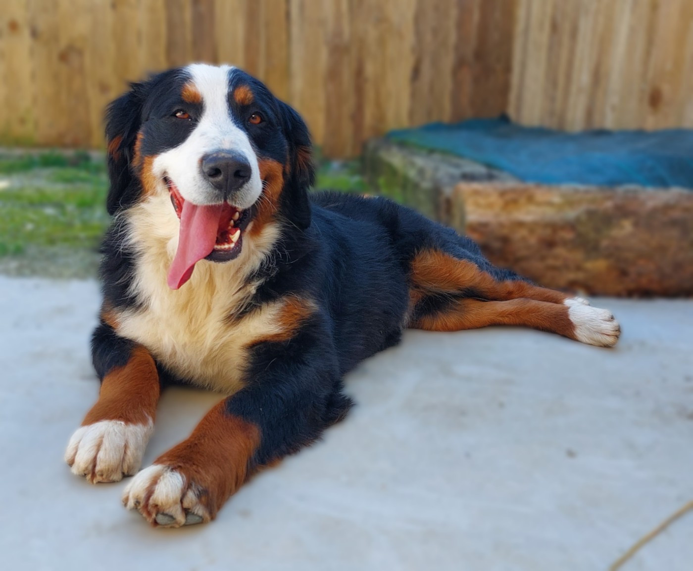 Surprise (Sans Affixe)