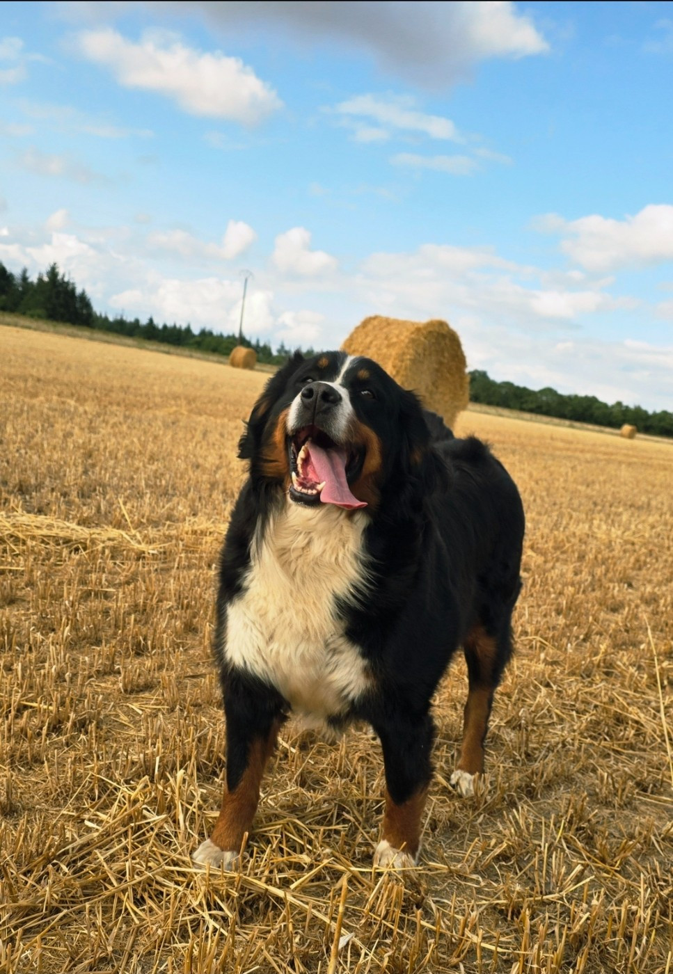 CH. S'eden (Sans Affixe)