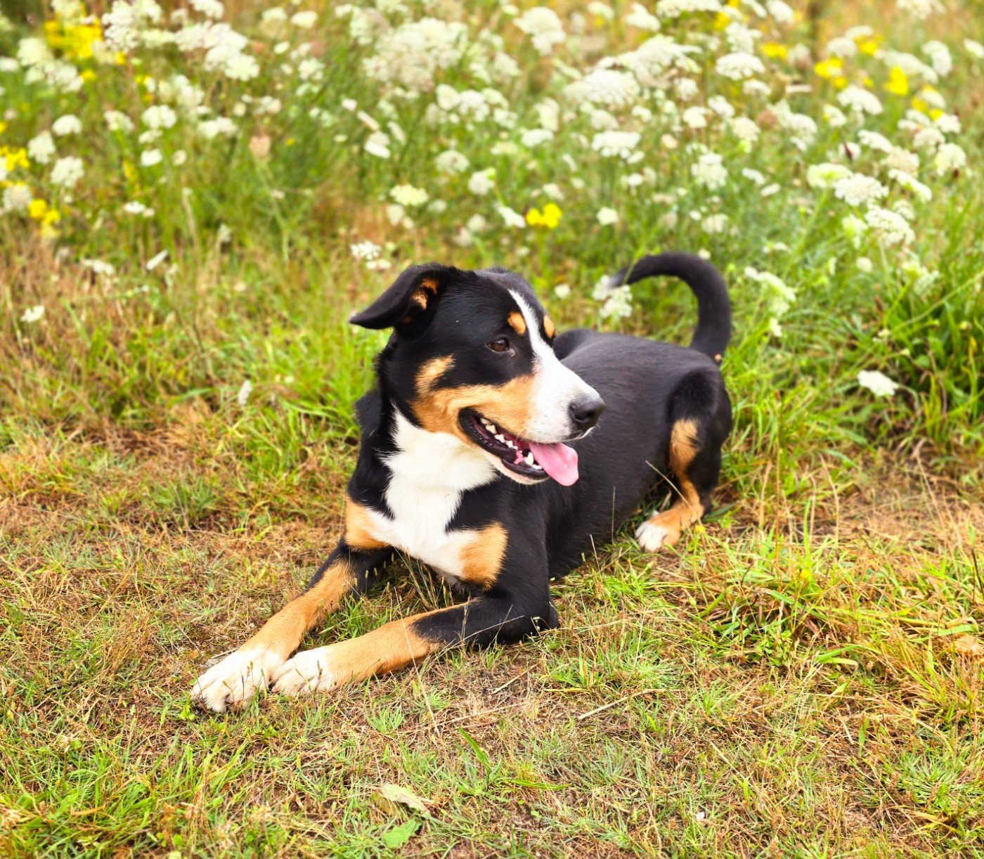 Uko Des joyeuses gambades