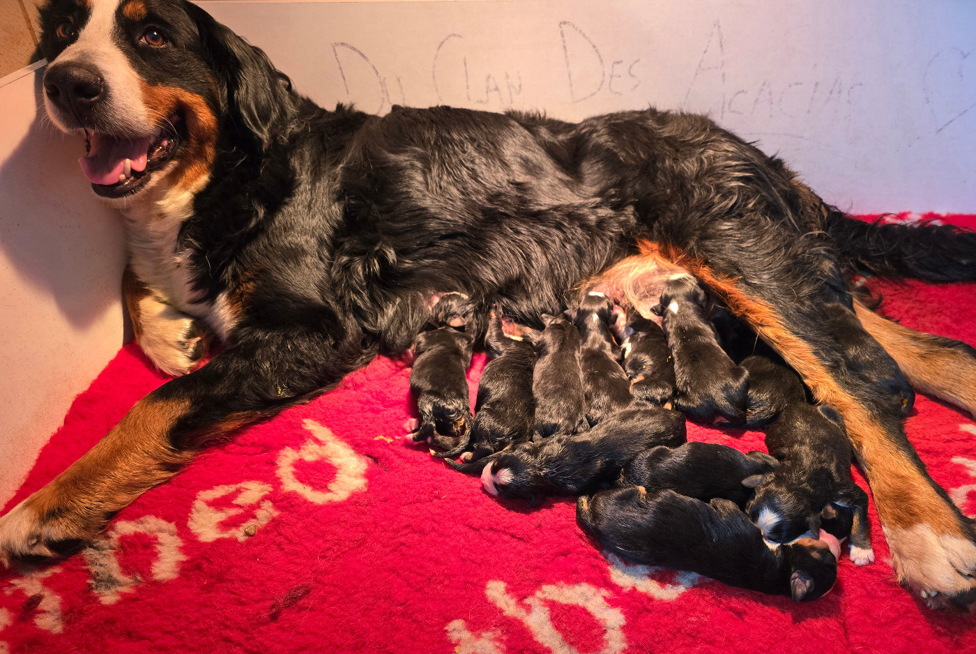 Chiot Bouvier Bernois Du Clan Des Acacias