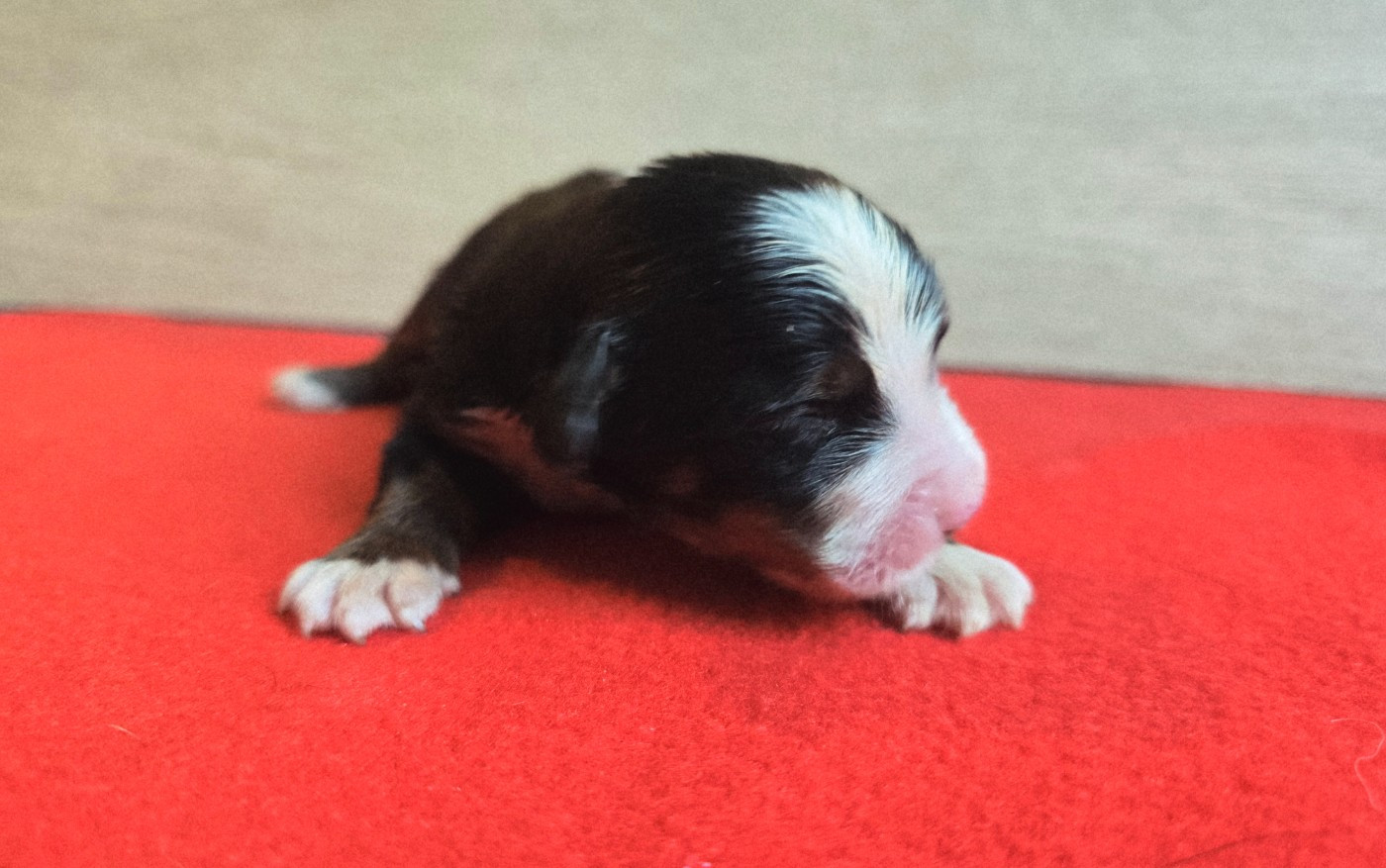 Du Clan Des Acacias - Chiots disponibles - Bouvier Bernois