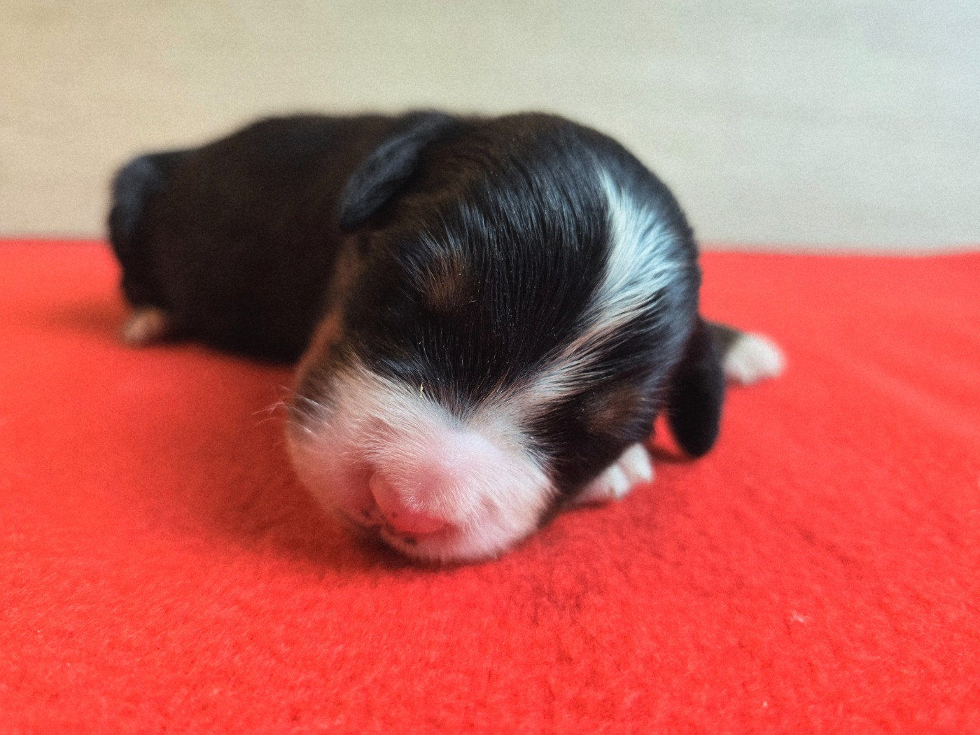 Du Clan Des Acacias - Chiots disponibles - Bouvier Bernois