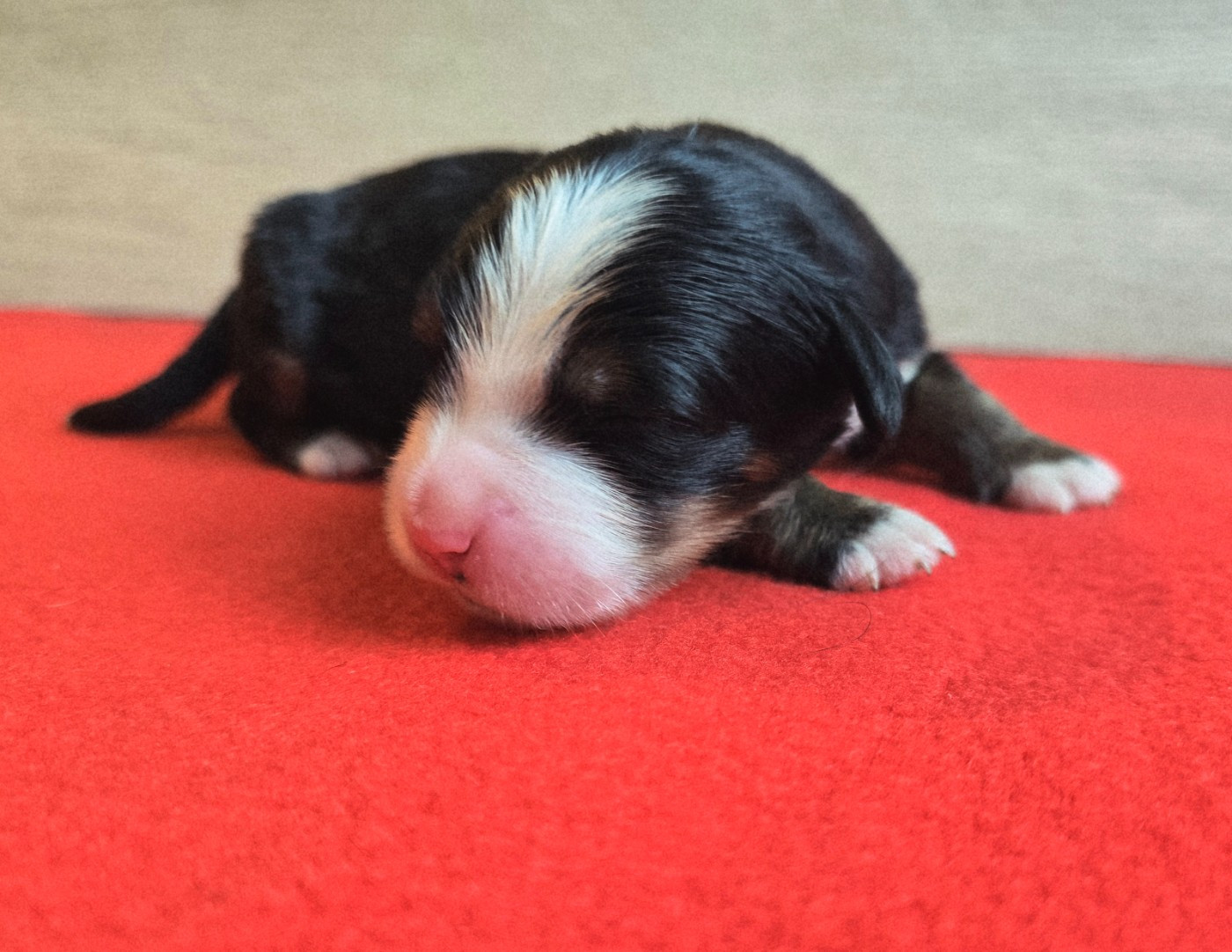 Du Clan Des Acacias - Chiots disponibles - Bouvier Bernois