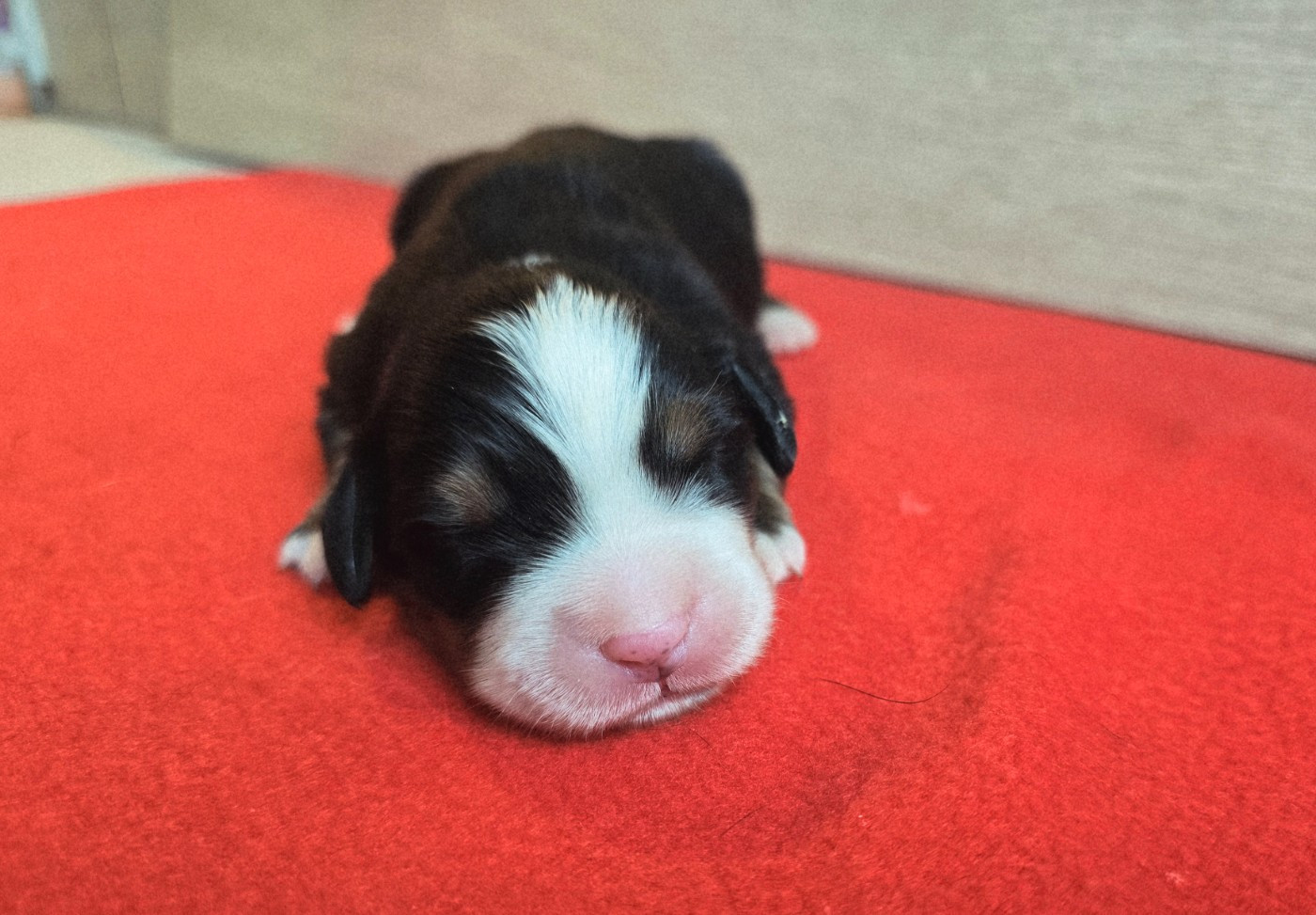 Du Clan Des Acacias - Chiots disponibles - Bouvier Bernois