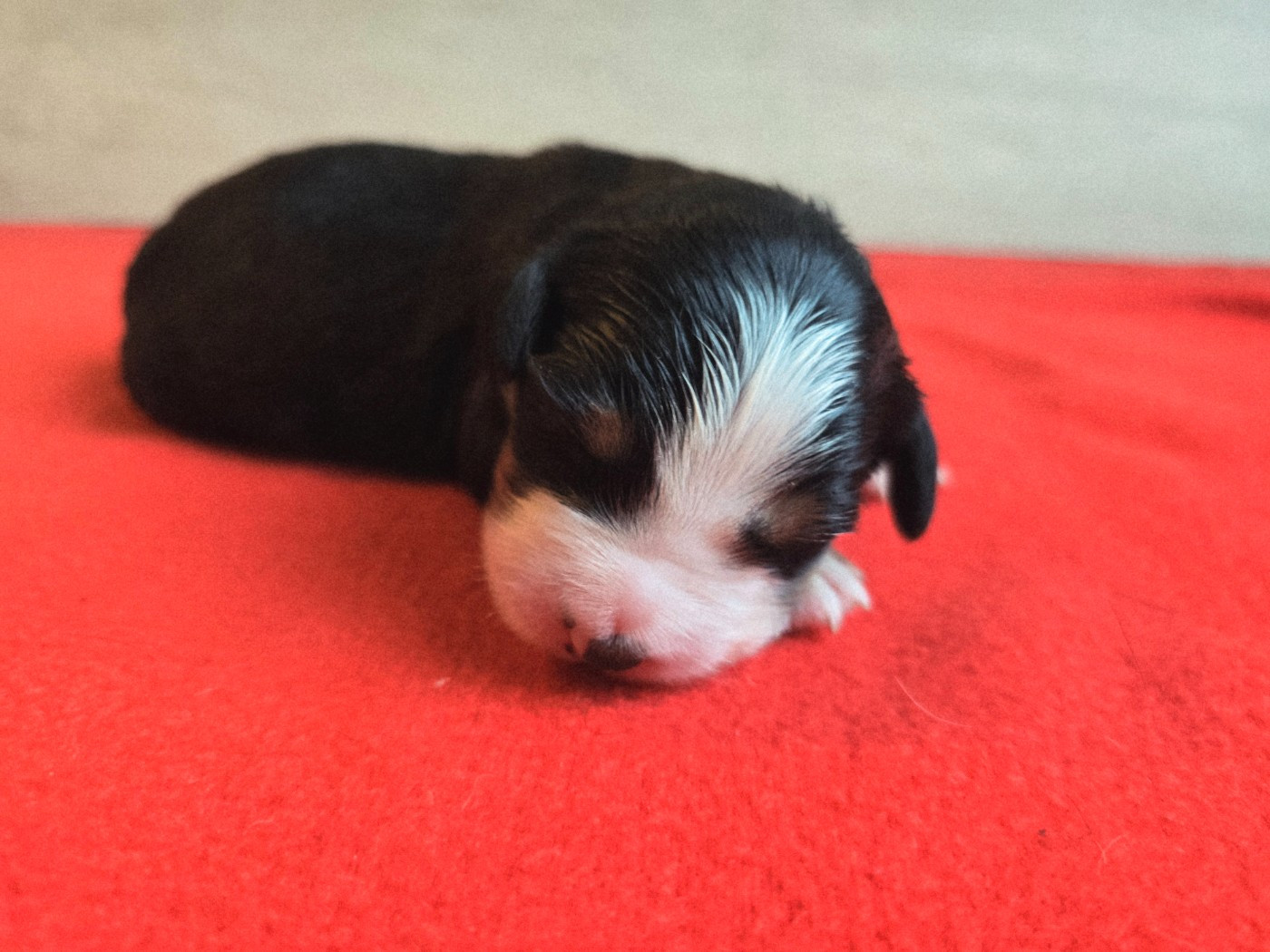Du Clan Des Acacias - Chiots disponibles - Bouvier Bernois