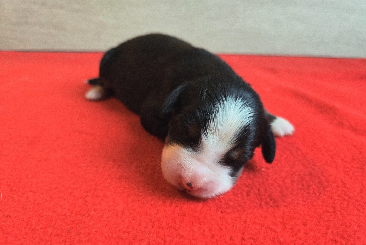 Du Clan Des Acacias - Chiots disponibles - Bouvier Bernois