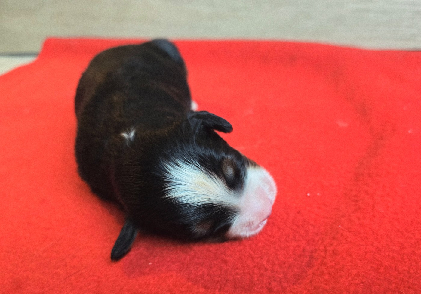 Du Clan Des Acacias - Chiots disponibles - Bouvier Bernois