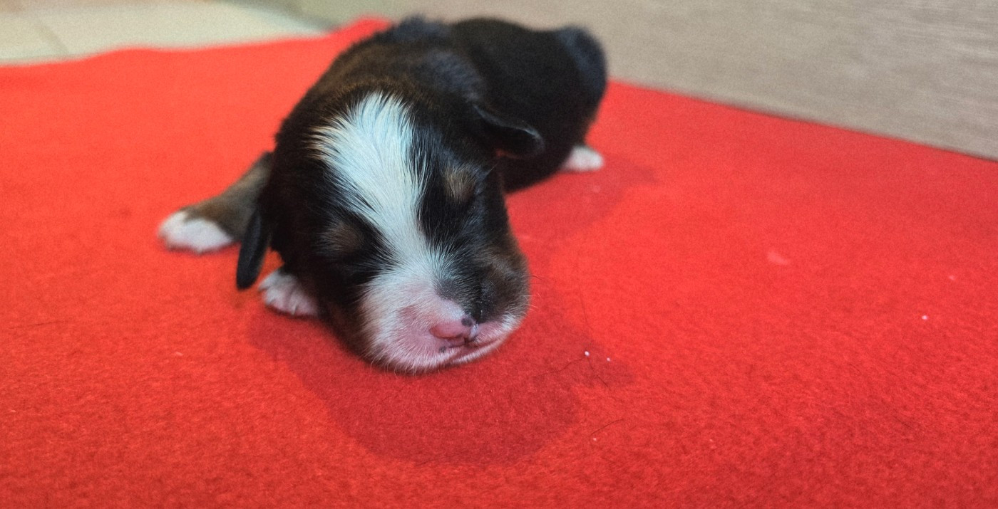 Du Clan Des Acacias - Chiots disponibles - Bouvier Bernois