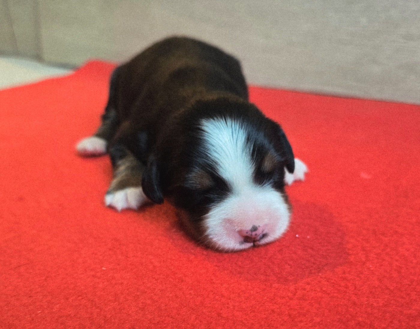 Du Clan Des Acacias - Chiots disponibles - Bouvier Bernois