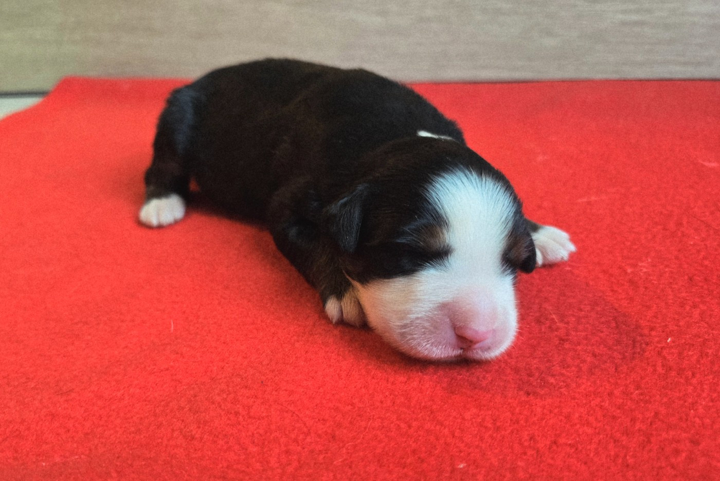 Du Clan Des Acacias - Chiots disponibles - Bouvier Bernois
