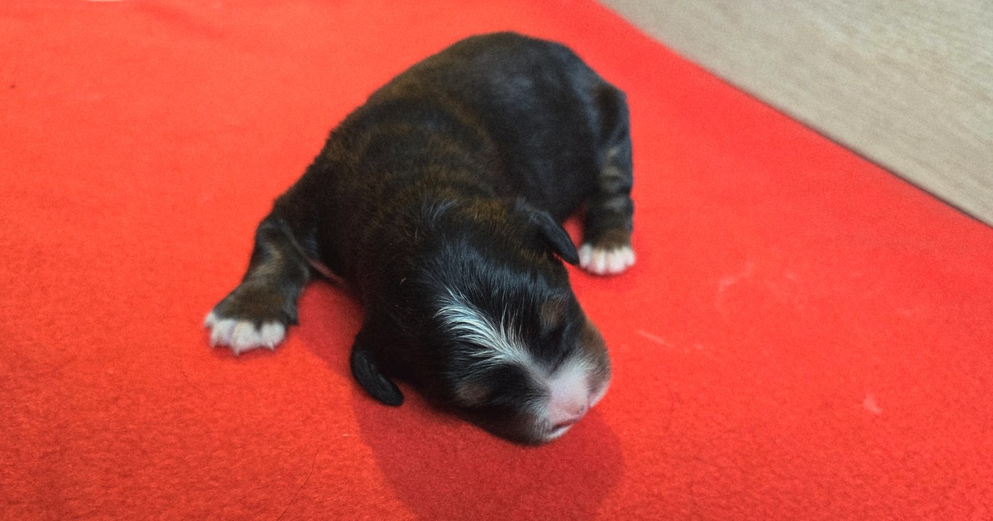 Du Clan Des Acacias - Chiots disponibles - Bouvier Bernois