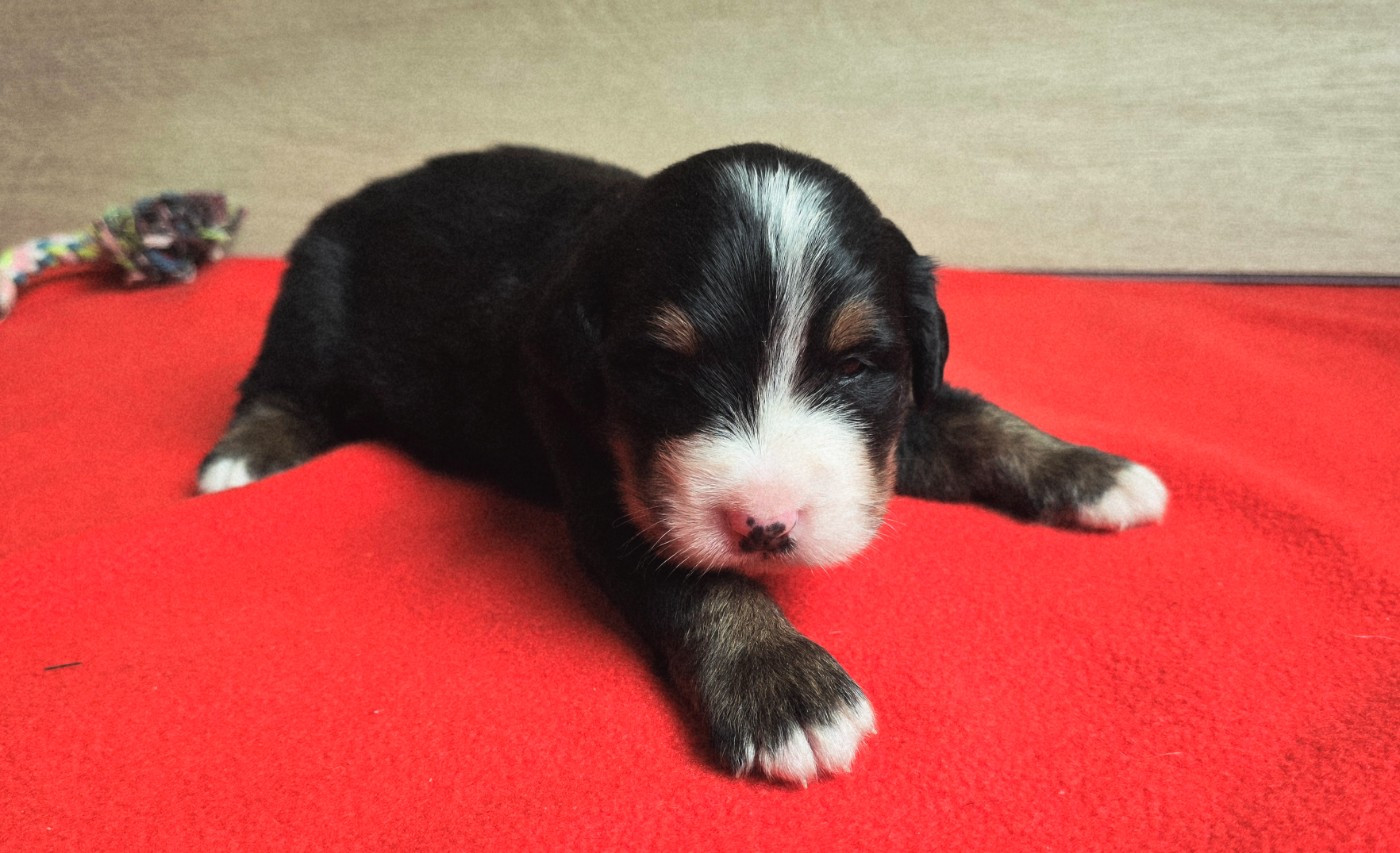 Du Clan Des Acacias - Chiots disponibles - Bouvier Bernois
