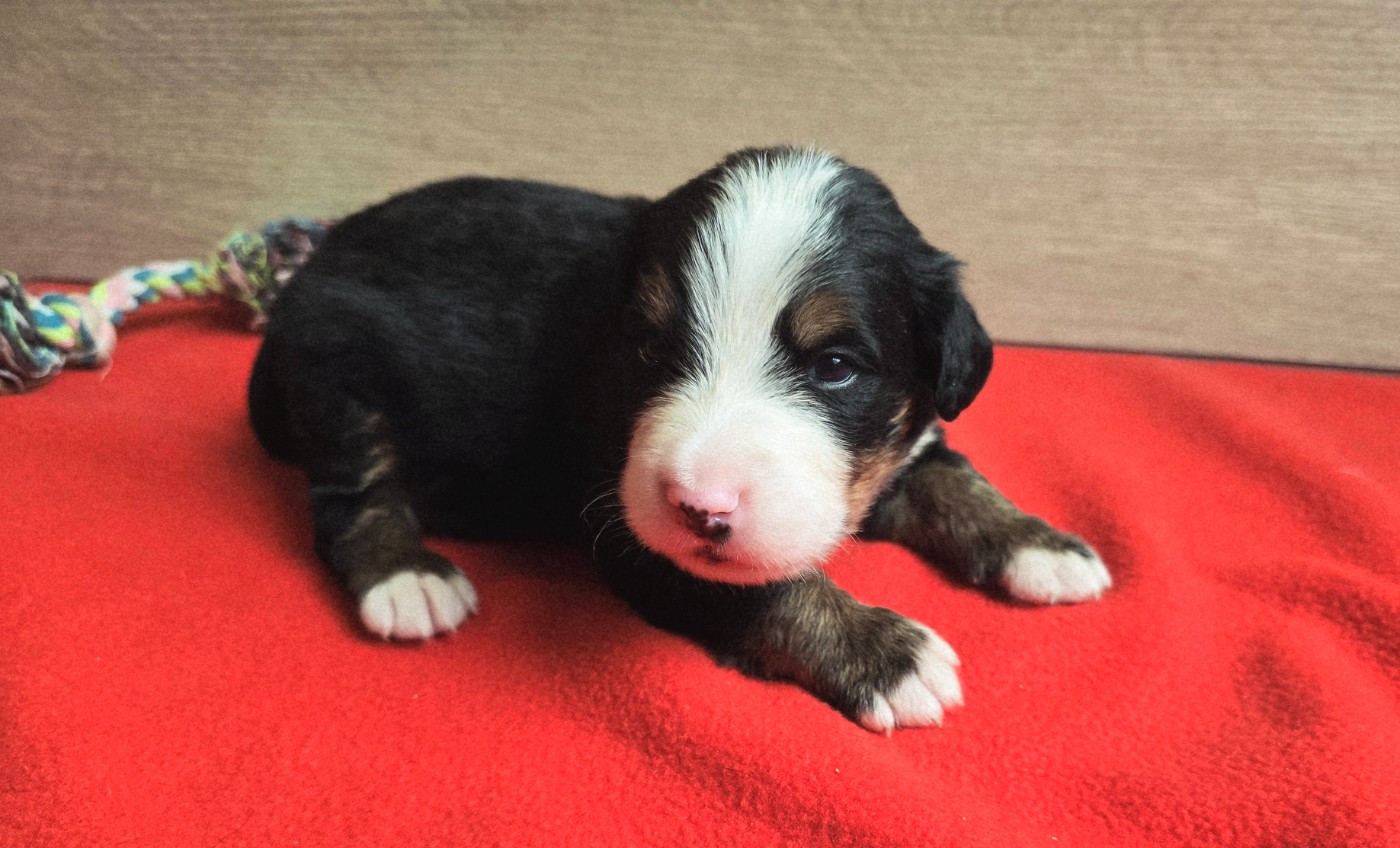 Du Clan Des Acacias - Chiots disponibles - Bouvier Bernois