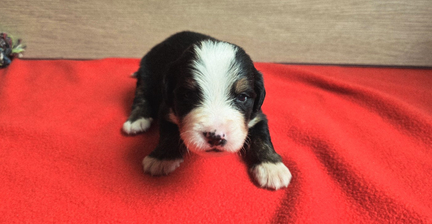 Du Clan Des Acacias - Chiots disponibles - Bouvier Bernois