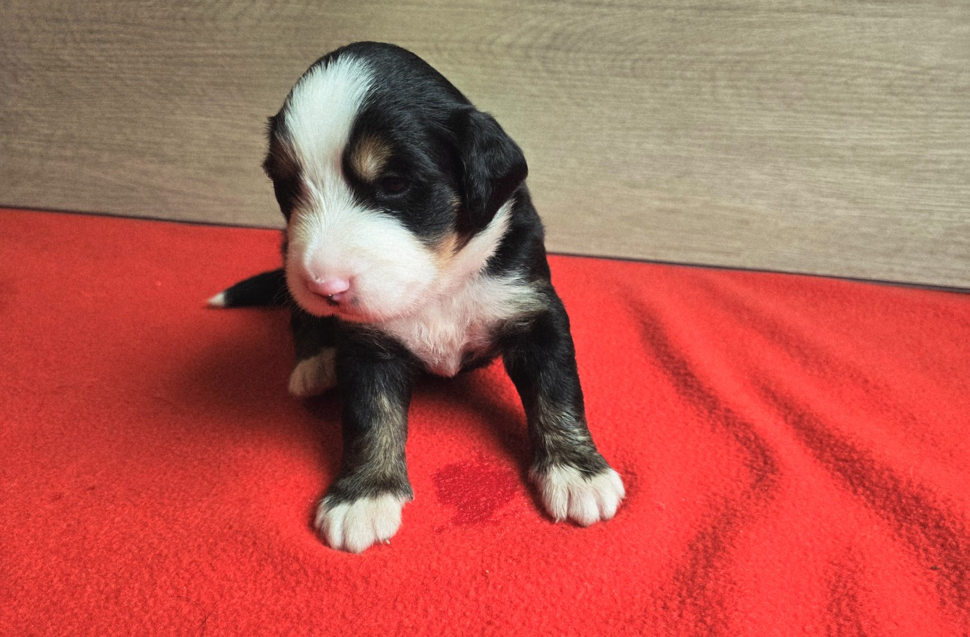 Du Clan Des Acacias - Chiots disponibles - Bouvier Bernois