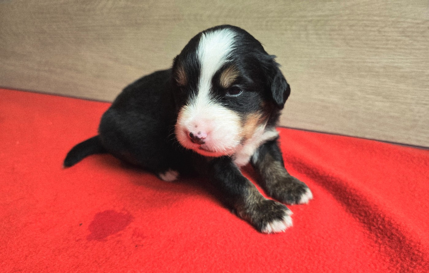 Du Clan Des Acacias - Chiots disponibles - Bouvier Bernois