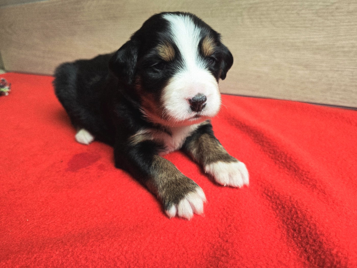 Du Clan Des Acacias - Chiots disponibles - Bouvier Bernois