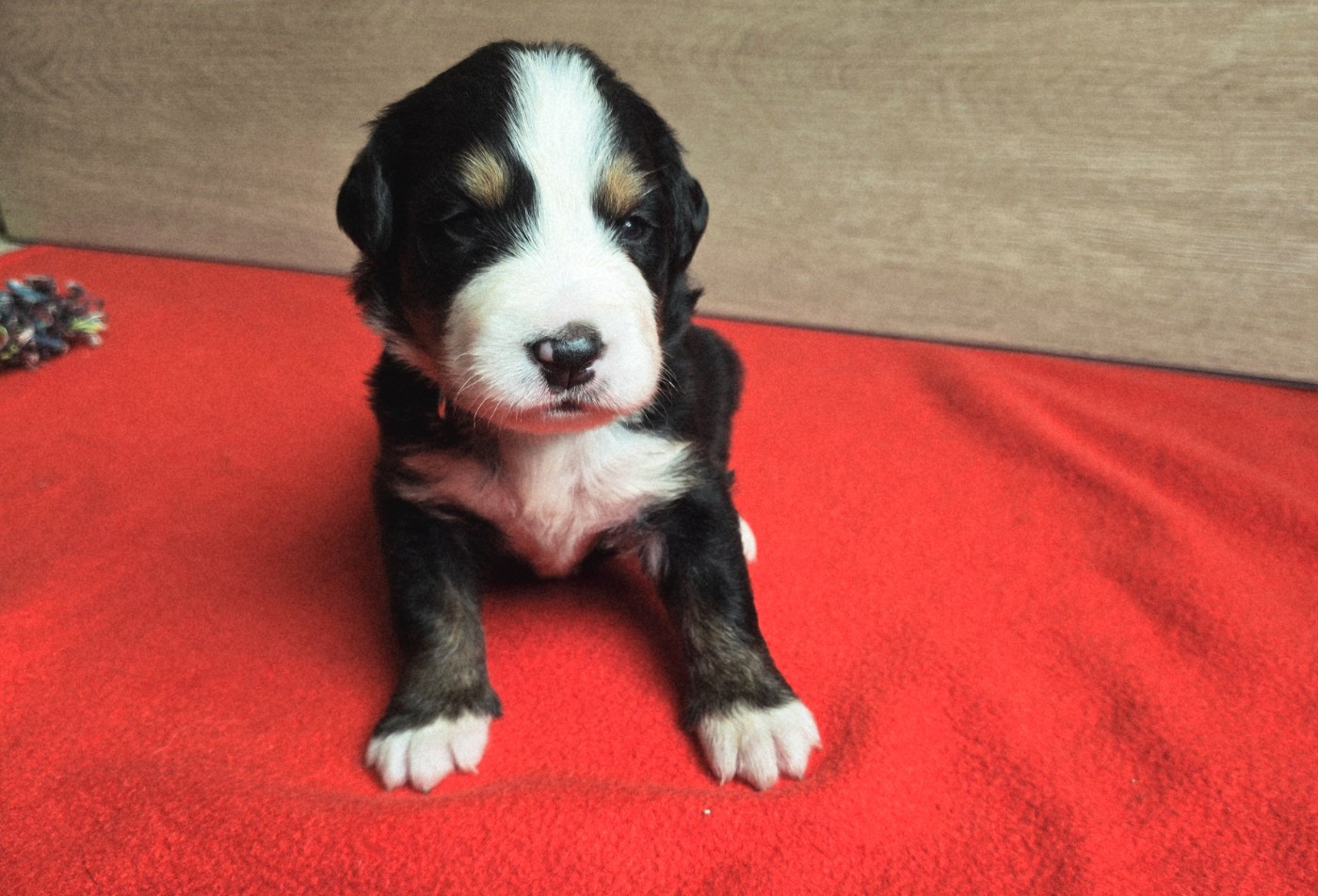 Du Clan Des Acacias - Chiots disponibles - Bouvier Bernois