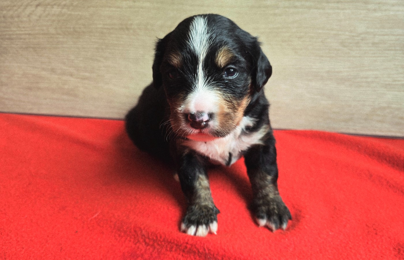 Du Clan Des Acacias - Chiots disponibles - Bouvier Bernois