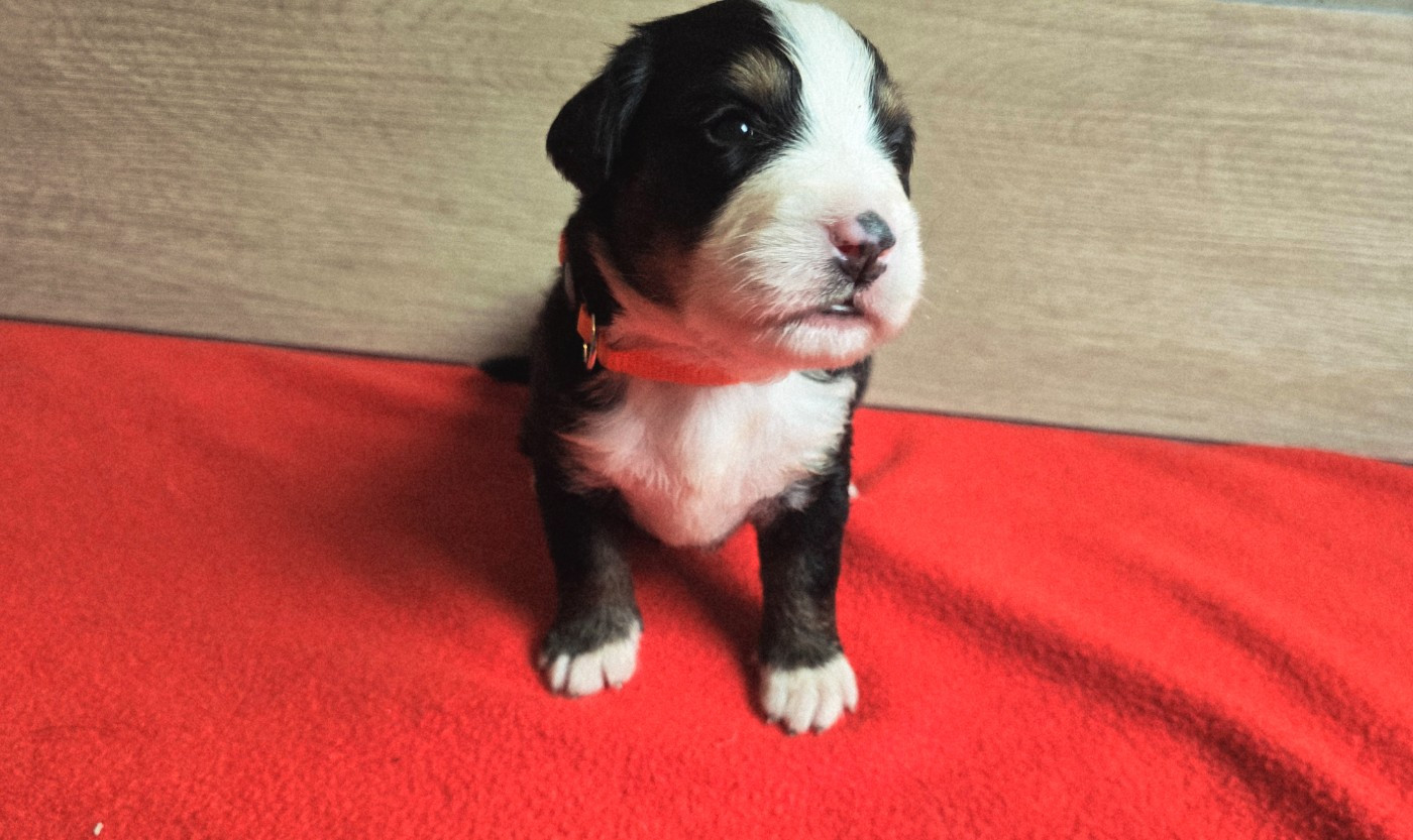 Du Clan Des Acacias - Chiots disponibles - Bouvier Bernois
