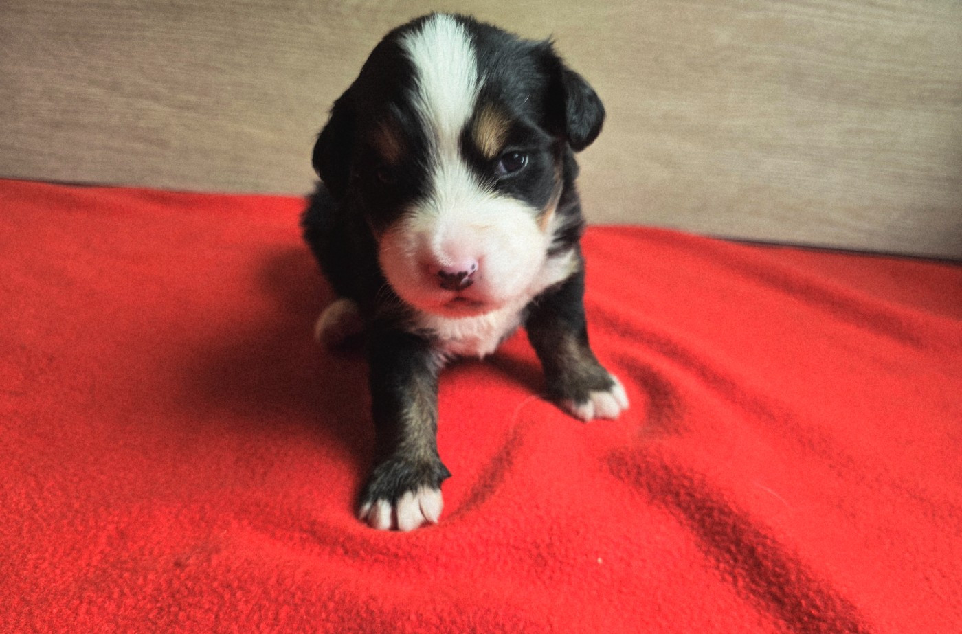 Du Clan Des Acacias - Chiots disponibles - Bouvier Bernois