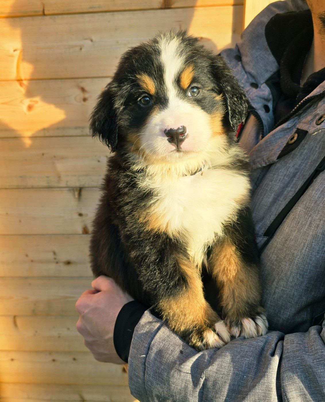 Du Clan Des Acacias - Chiots disponibles - Bouvier Bernois