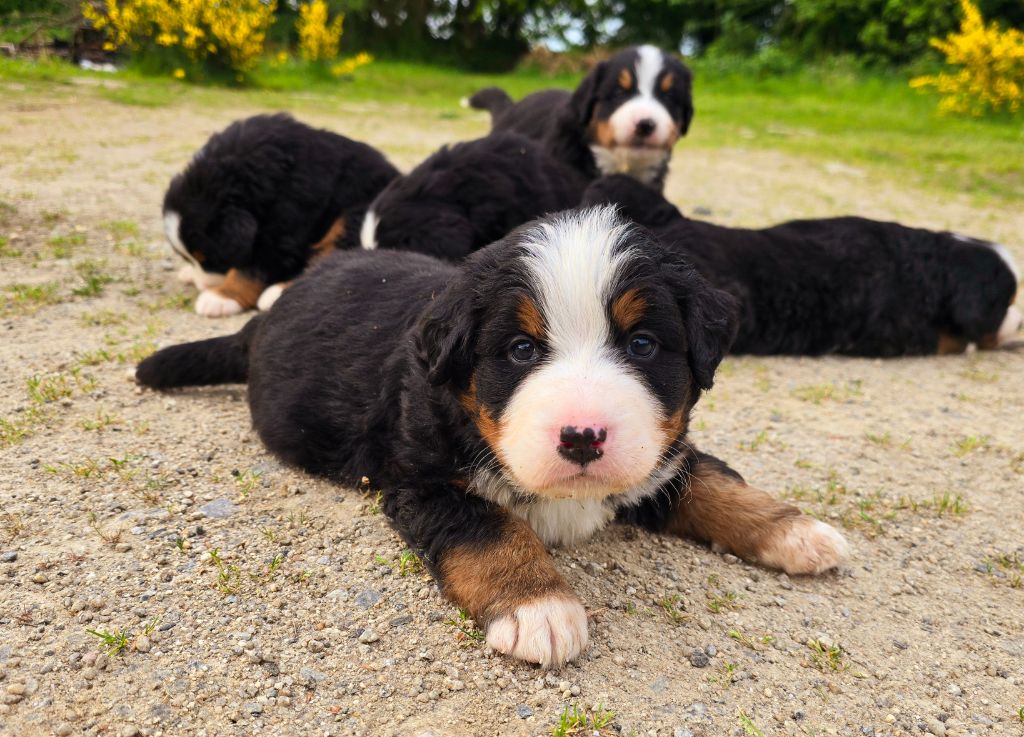 Du Clan Des Acacias - Chiots disponibles - Bouvier Bernois